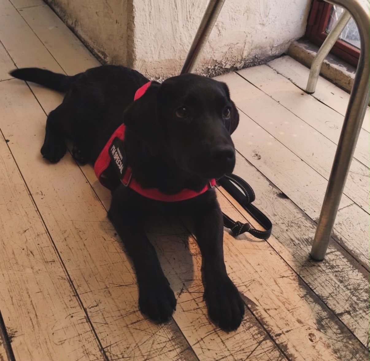 Cachorro de labrador negro con arnés rojo, cliente de Can Contento