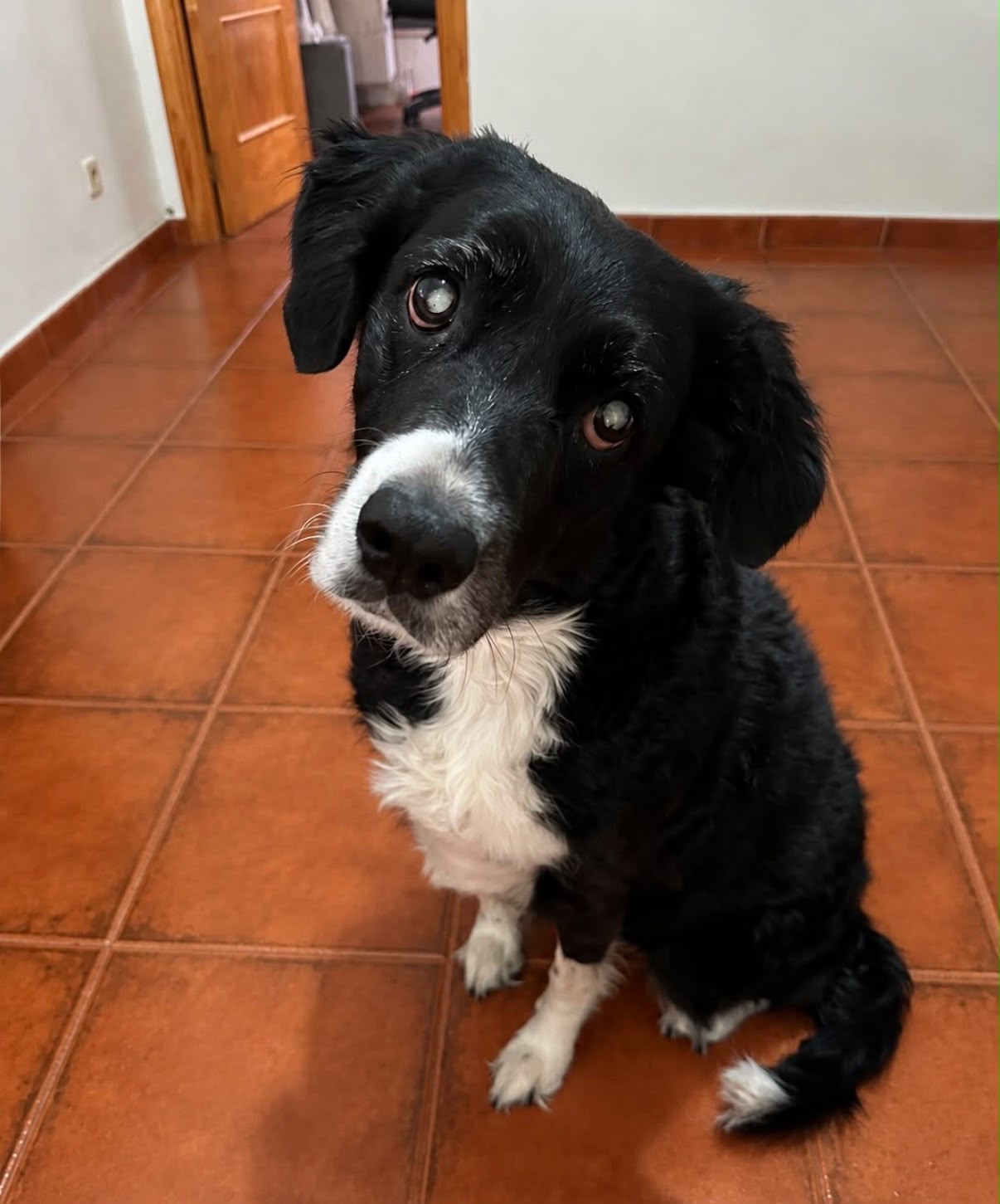 Perro negro de pecho blanco, cliente de Can Contento