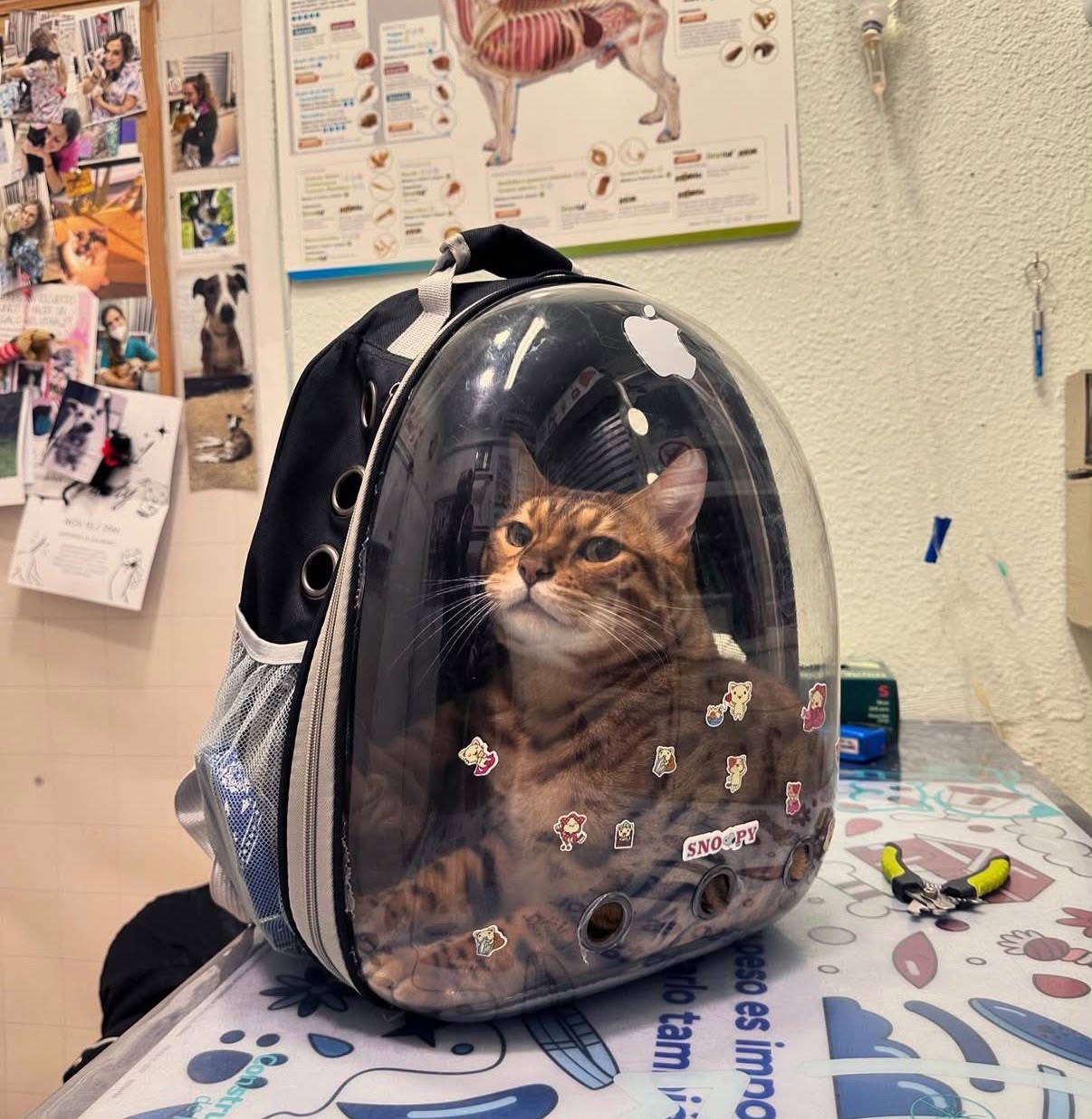 Gato atigrado en su mochila transportín, cliente de Can Contento